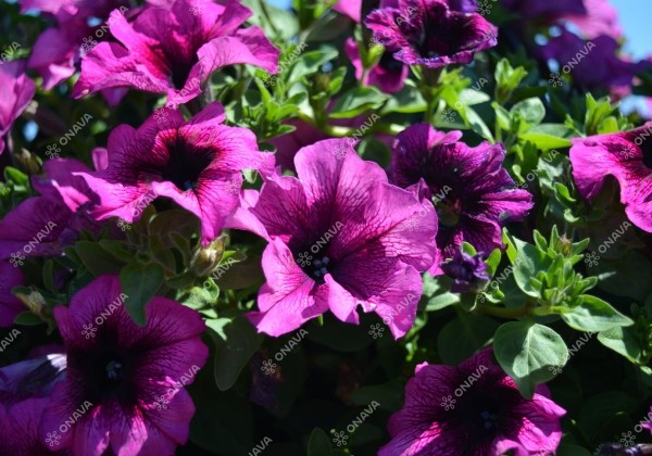 Petunia atkinsiana Fortado Velvet Heart