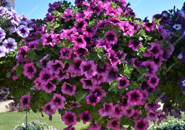Petunia atkinsiana Fortado Velvet Heart