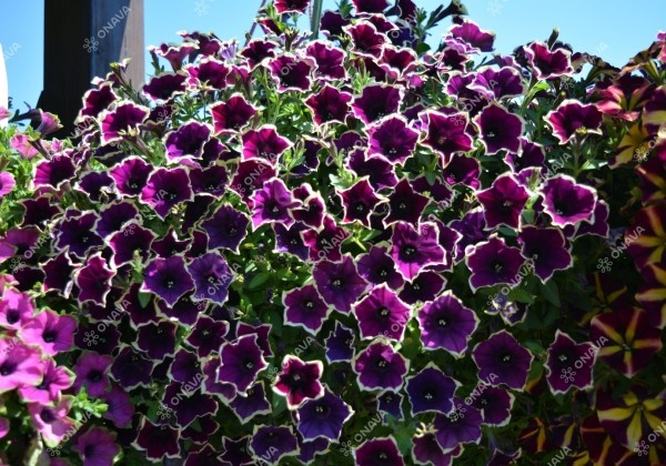 Petunia atkinsiana Fortado Velvet Picotee