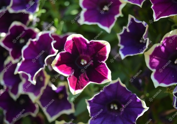 Petunia atkinsiana Fortado Velvet Picotee