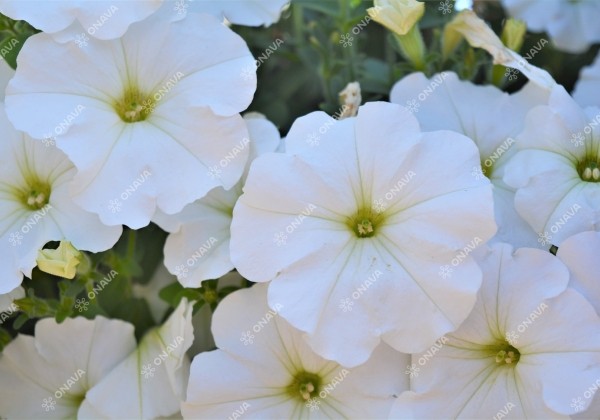 Petunia atkinsiana Fortado White