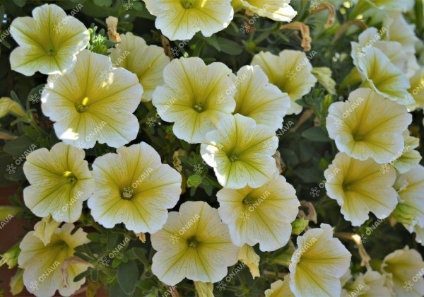 Petunia atkinsiana Fortado Yellow