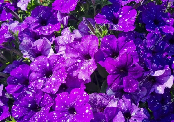 Petunia atkinsiana StarTunia Blue