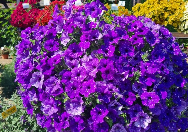 Petunia atkinsiana StarTunia Blue