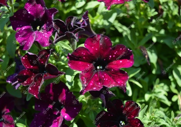 Petunia atkinsiana StarTunia Thunderstorm
