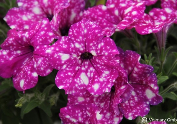 Petunia atkinsiana StarTunia Violet