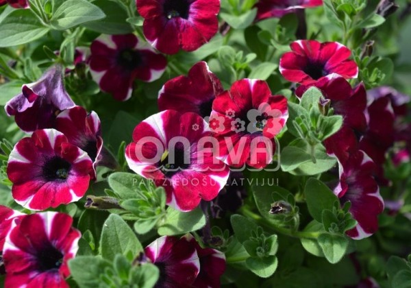 Petunia atkinsiana Fortado Special Burgundy Bicolor