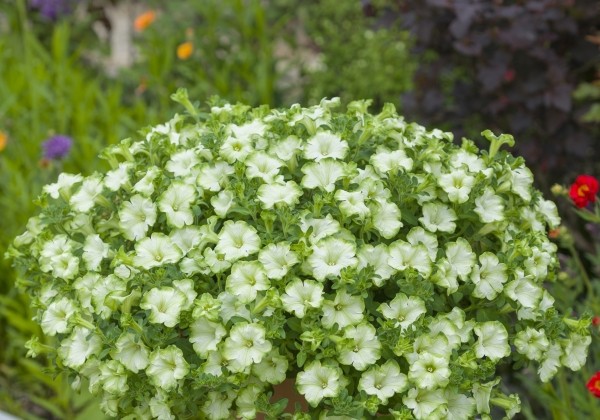 Petunia atkinsiana Fortado Special White Green Edge