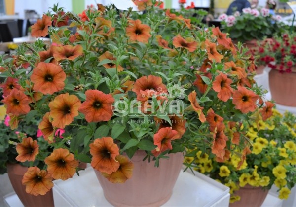 Petunia atkinsiana BeautiCal Cinnamon