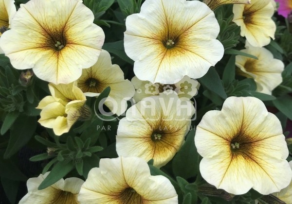Petunia atkinsiana BeautiCal French Vanilla