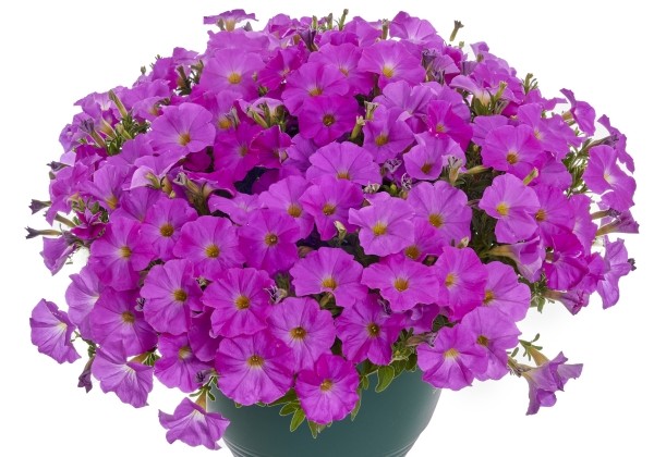 Petunia atkinsiana BeautiCal Pretty Pink