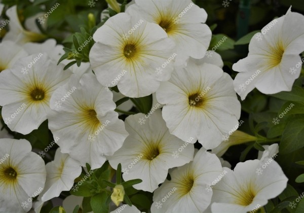 Petunia atkinsiana BeautiCal Pearl White