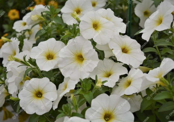 Petunia atkinsiana BeautiCal Pearl White