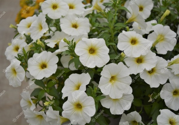 Petunia atkinsiana BeautiCal Pearl White
