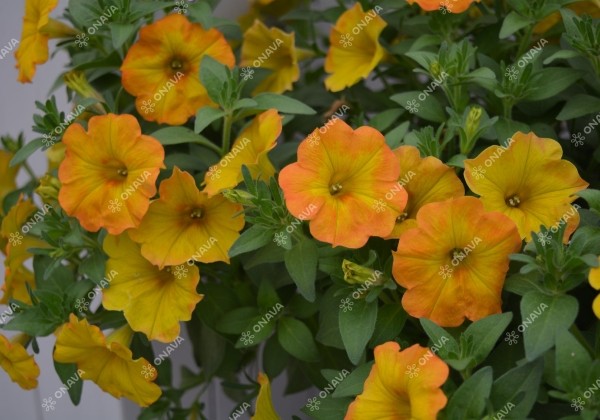 Petunia atkinsiana BeautiCal Yellow Sun