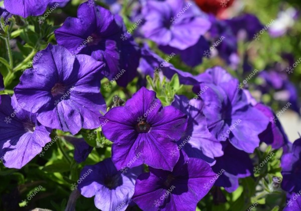 Petunia atkinsiana Patia Blue