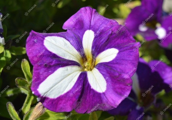 Petunia atkinsiana Patia Blue Star