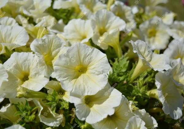 Petunia atkinsiana Patia Lemon