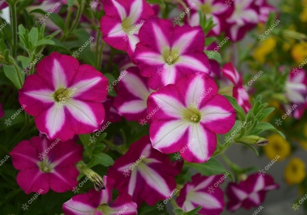 Petunia atkinsiana Patia Magenta Star