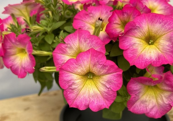Petunia atkinsiana Patia Pink Sun
