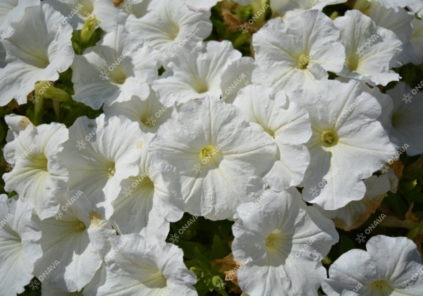 Petunia atkinsiana Patia White
