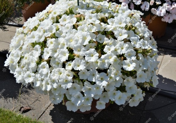 Petunia atkinsiana Patia White