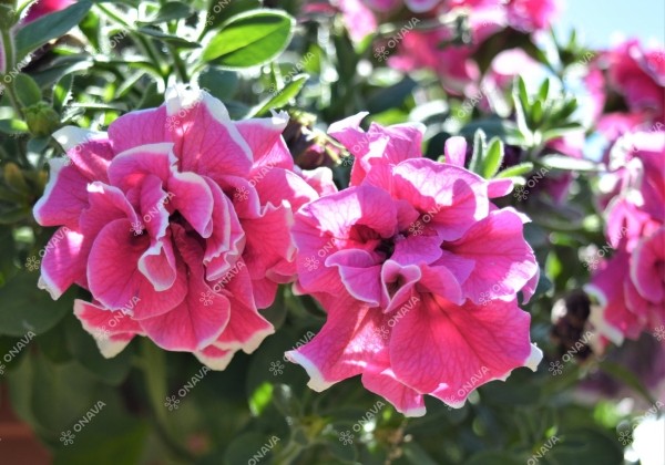 Petunia atkinsiana Tumbelina Anna