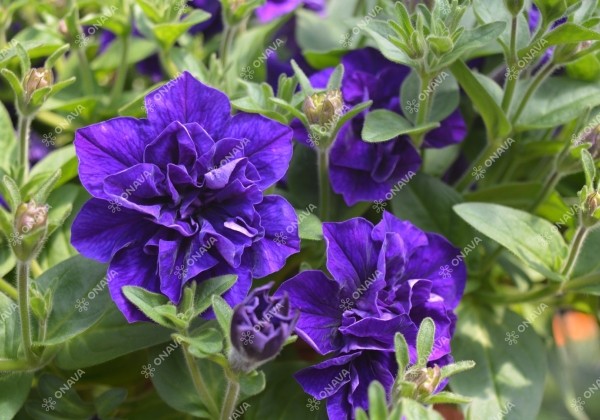 Petunia atkinsiana Tumbelina Belinda