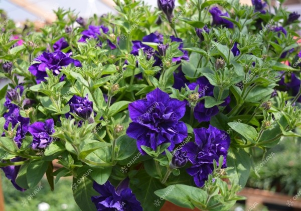 Petunia atkinsiana Tumbelina Belinda