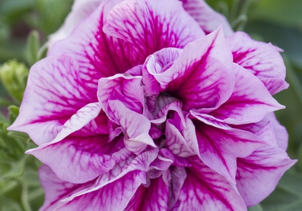 Petunia atkinsiana Tumbelina Helena