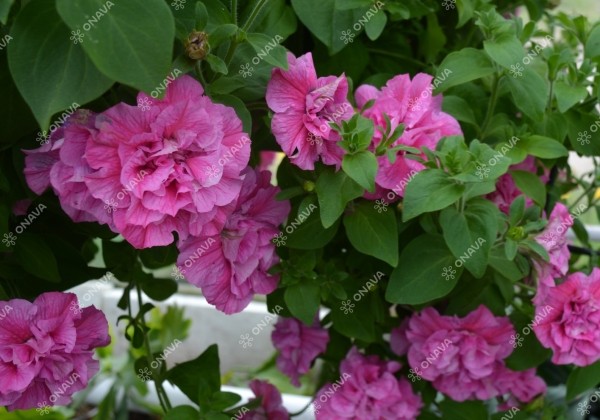 Petunia atkinsiana Tumbelina Candyfloss