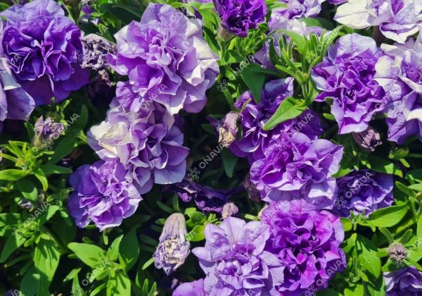 Petunia atkinsiana Tumbelina Sophia