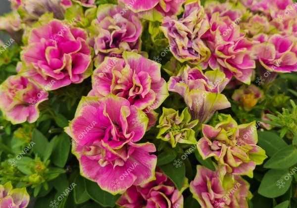 Petunia atkinsiana Tumbelina Darcey Rosa