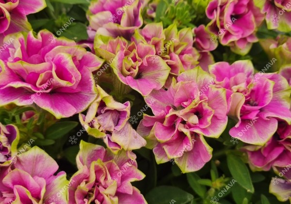 Petunia atkinsiana Tumbelina Darcey Rosa