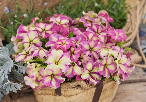 Petunia grandiflora Finity F1