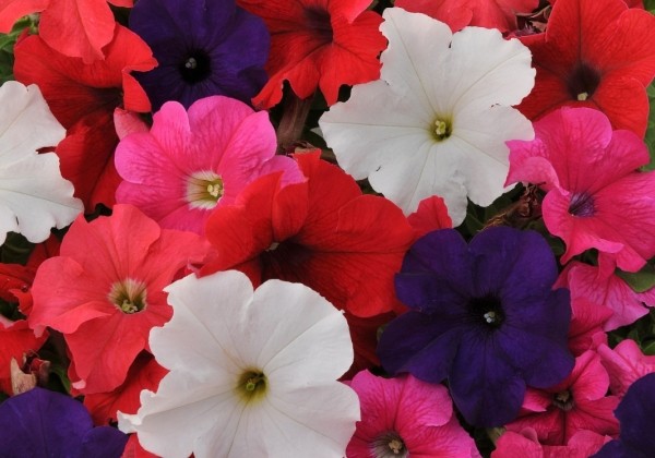 Petunia grandiflora Finity Mix