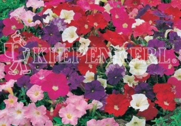 Petunia milliflora Poncho Mix