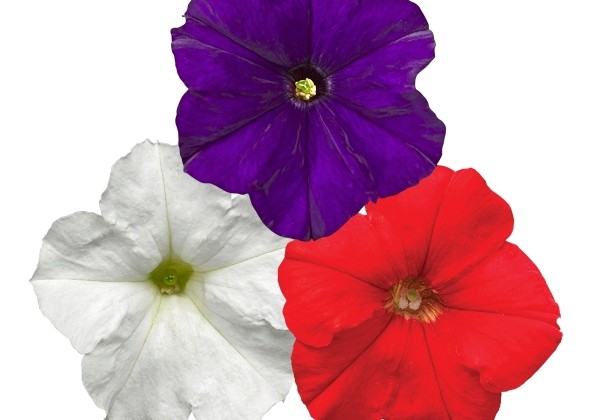 Petunia milliflora Poncho Blue-Red-White