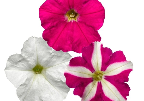 Petunia milliflora Poncho Rose-Rose Star-White