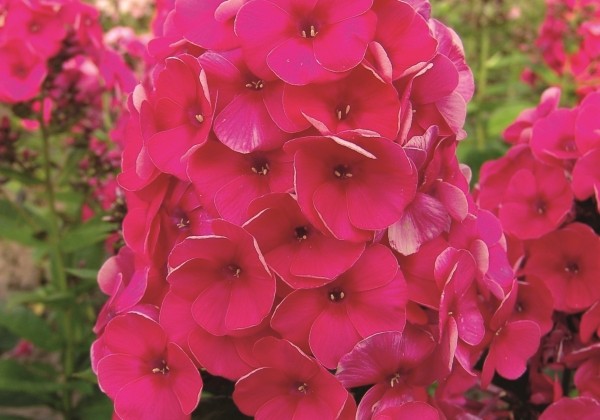 Phlox paniculata Adessa Compact Cherry Rose (XXL)