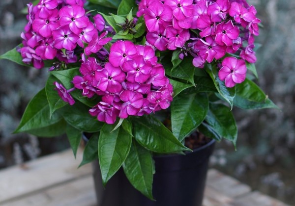 Phlox paniculata Adessa Compact Purple