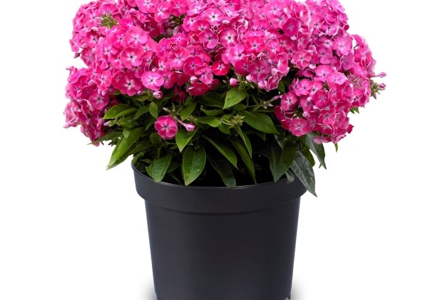 Phlox paniculata Adessa Compact Rose (XXL)