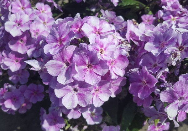 Phlox paniculata Adessa Compact Lilac