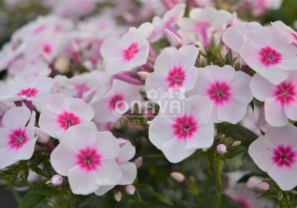 Phlox paniculata Adessa Pink Star (XXL)