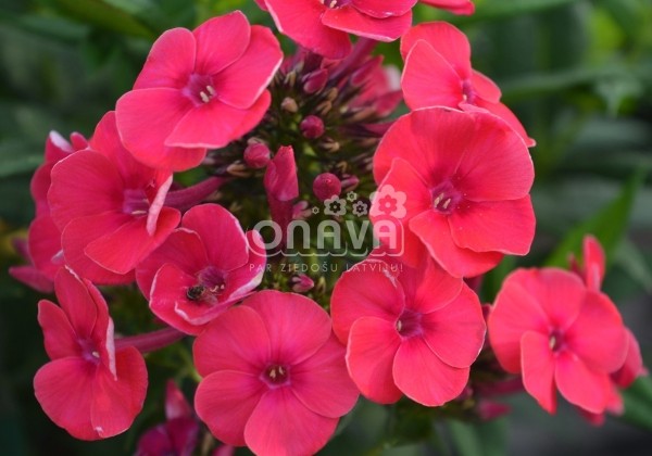 Phlox paniculata Adessa Red