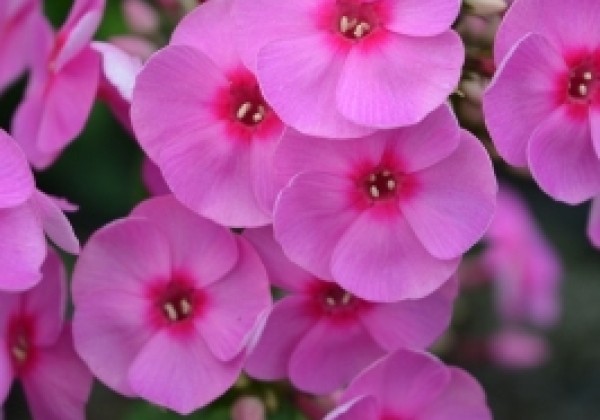 Phlox paniculata Adessa Rose Eye (XXL)