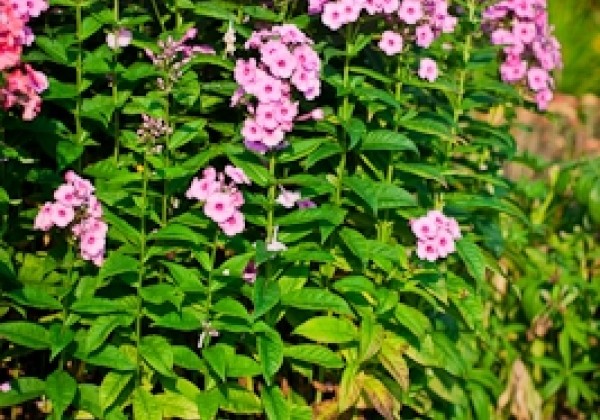 Phlox paniculata Adessa Rose Eye (XXL)