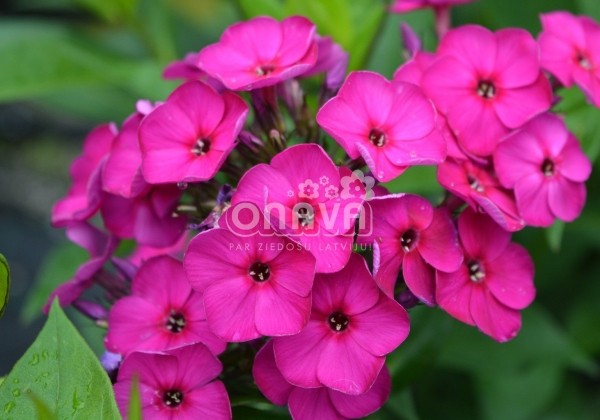 Phlox paniculata Adessa Special Deep Purple