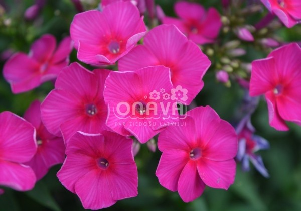 Phlox paniculata Adessa Special Fire