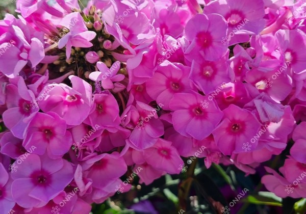 Phlox paniculata Adessa Special Pink Center (XXL)